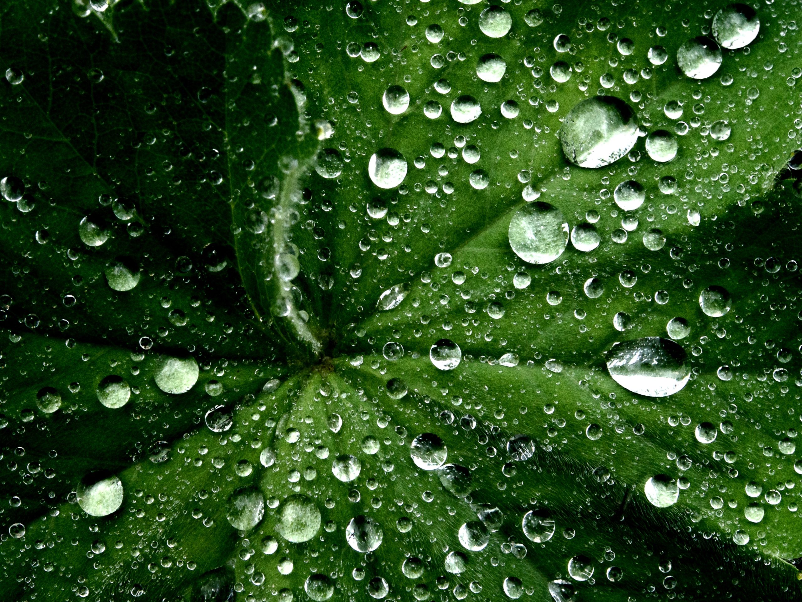 L’écologie profonde