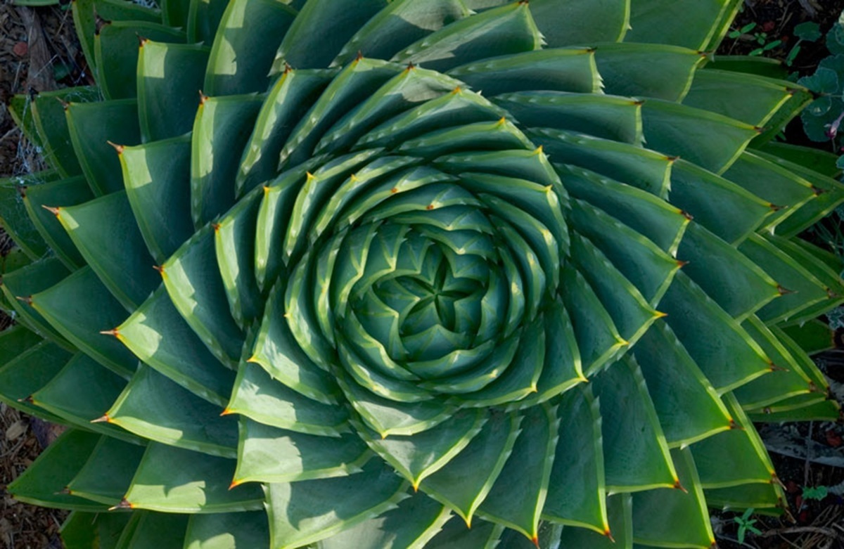 La Nature, notre mentor : quand l&rsquo;observation devient la clé de notre avenir